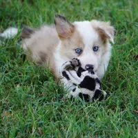Icarus, a male Border Collie for sale in Douglass, KS – 5 of 7