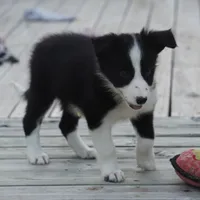 Tilly, a female Border Collie for sale in Douglass, KS – 4 of 7
