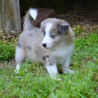 Titan, a male Border Collie for sale in Douglass, KS – 6 of 6