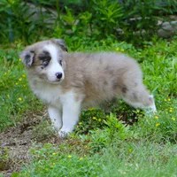 Titan, a male Border Collie for sale in Douglass, KS – 3 of 6