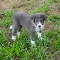 Cascade, a male Border Collie for sale in Douglass, KS – 2 of 6