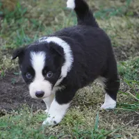 Namoura, a female Border Collie for sale in Douglass, KS – 2 of 3