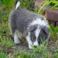 Colt, a male Border Collie for sale in Douglass, KS – 10 of 10