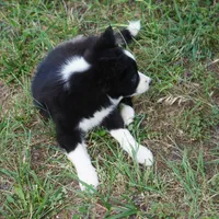 Namoura, a female Border Collie for sale in Douglass, KS – 5 of 7