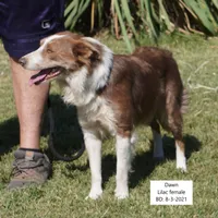 Dawn, a female Border Collie for sale in Douglass, KS – Photo 1 of 4