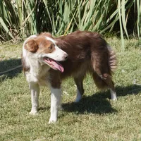 Dawn, a female Border Collie for sale in Douglass, KS – Photo 3 of 4