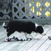 Tilly, a female Border Collie for sale in Douglass, KS – 3 of 7