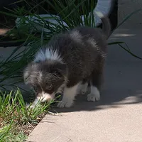 Cascade, a  Border Collie for sale in Douglass, KS – 5 of 10