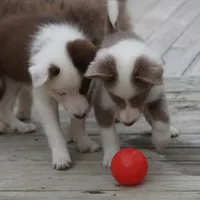 Tatum, a female Border Collie for sale in Douglass, KS – 6 of 7