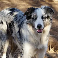 Ocean, a female Border Collie for sale in Douglass, KS – 5 of 5