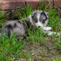 Nimbus, a male Border Collie for sale in Douglass, KS – 2 of 4