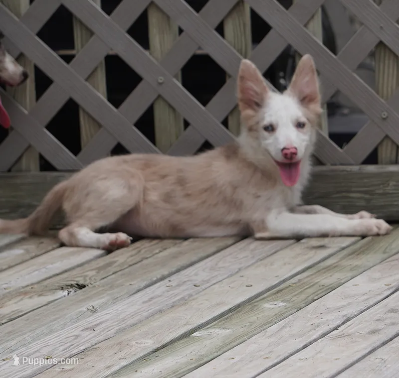 Trevor – Border Collie puppy for sale in Douglass, KS