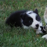 Isla, a female Border Collie for sale in Douglass, KS – 5 of 6