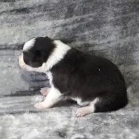 Thistle, a female Border Collie for sale in Douglass, KS – Photo 2 of 2