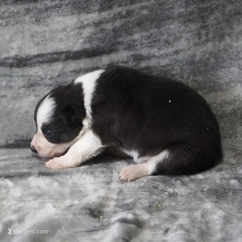 Thistle – Border Collie puppy for sale in Douglass, KS