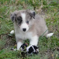 Titan, a male Border Collie for sale in Douglass, KS – 6 of 6