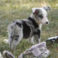 Ocean, a female Border Collie for sale in Douglass, KS – 2 of 7