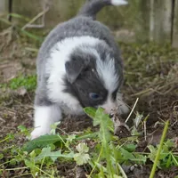 Colt, a male Border Collie for sale in Douglass, KS – Photo 2 of 8