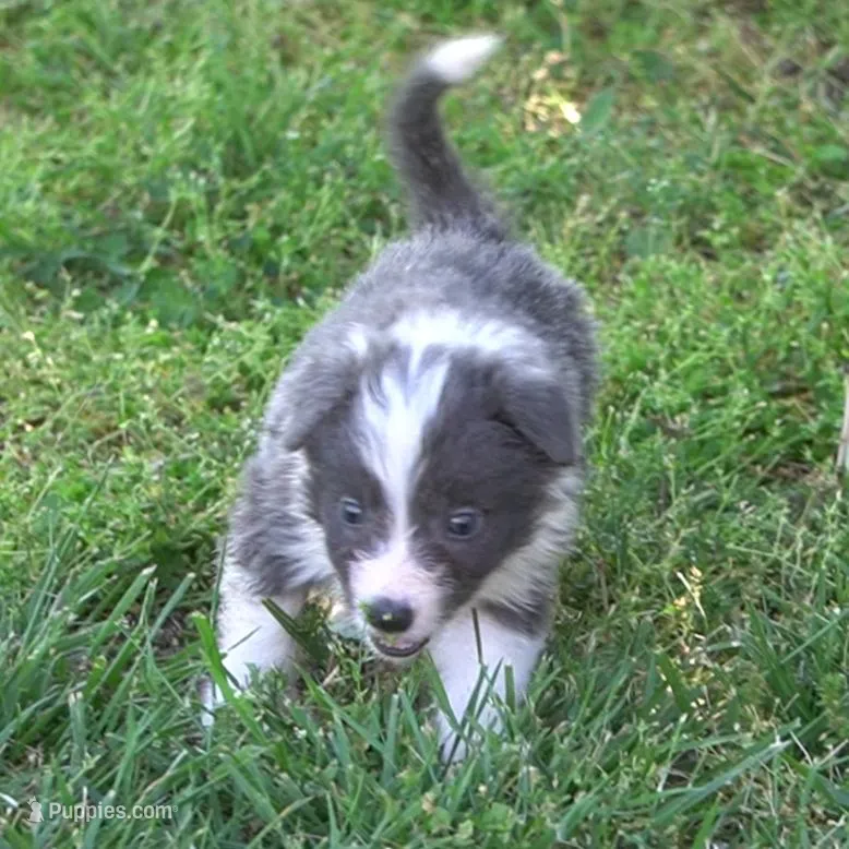 Colt – Border Collie puppy for sale in Douglass, KS