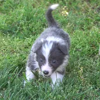 Colt, a male Border Collie for sale in Douglass, KS – Photo 1 of 8