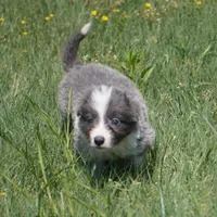 Colt, a male Border Collie for sale in Douglass, KS – Photo 4 of 8