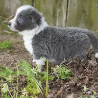 Colt, a male Border Collie for sale in Douglass, KS – Photo 7 of 8