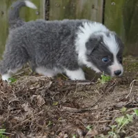 Colt, a male Border Collie for sale in Douglass, KS – Photo 6 of 8