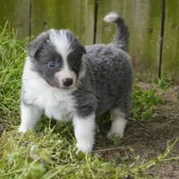 Colt, a male Border Collie for sale in Douglass, KS – Photo 8 of 8