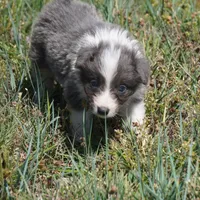 Colt, a male Border Collie for sale in Douglass, KS – Photo 3 of 8