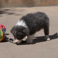 Cascade, a  Border Collie for sale in Douglass, KS – 1 of 10