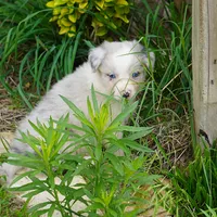 Typhoon, a male Border Collie for sale in Douglass, KS – 2 of 4