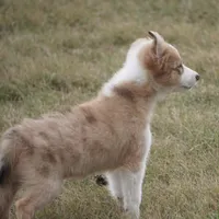 Isaac, a male Border Collie for sale in Douglass, KS – 4 of 4