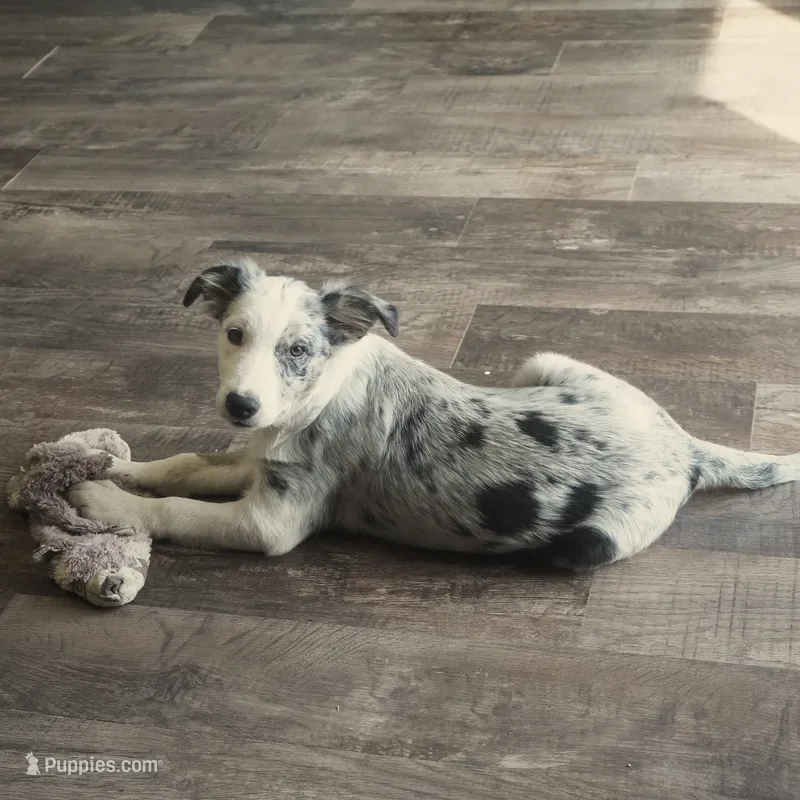 Orca – Border Collie puppy for sale in Douglass, KS