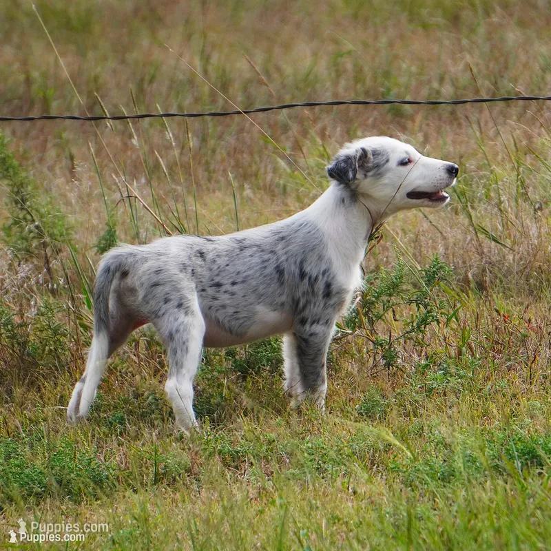 Orca, a male Border Collie for sale in Douglass, KS – 1 of 10