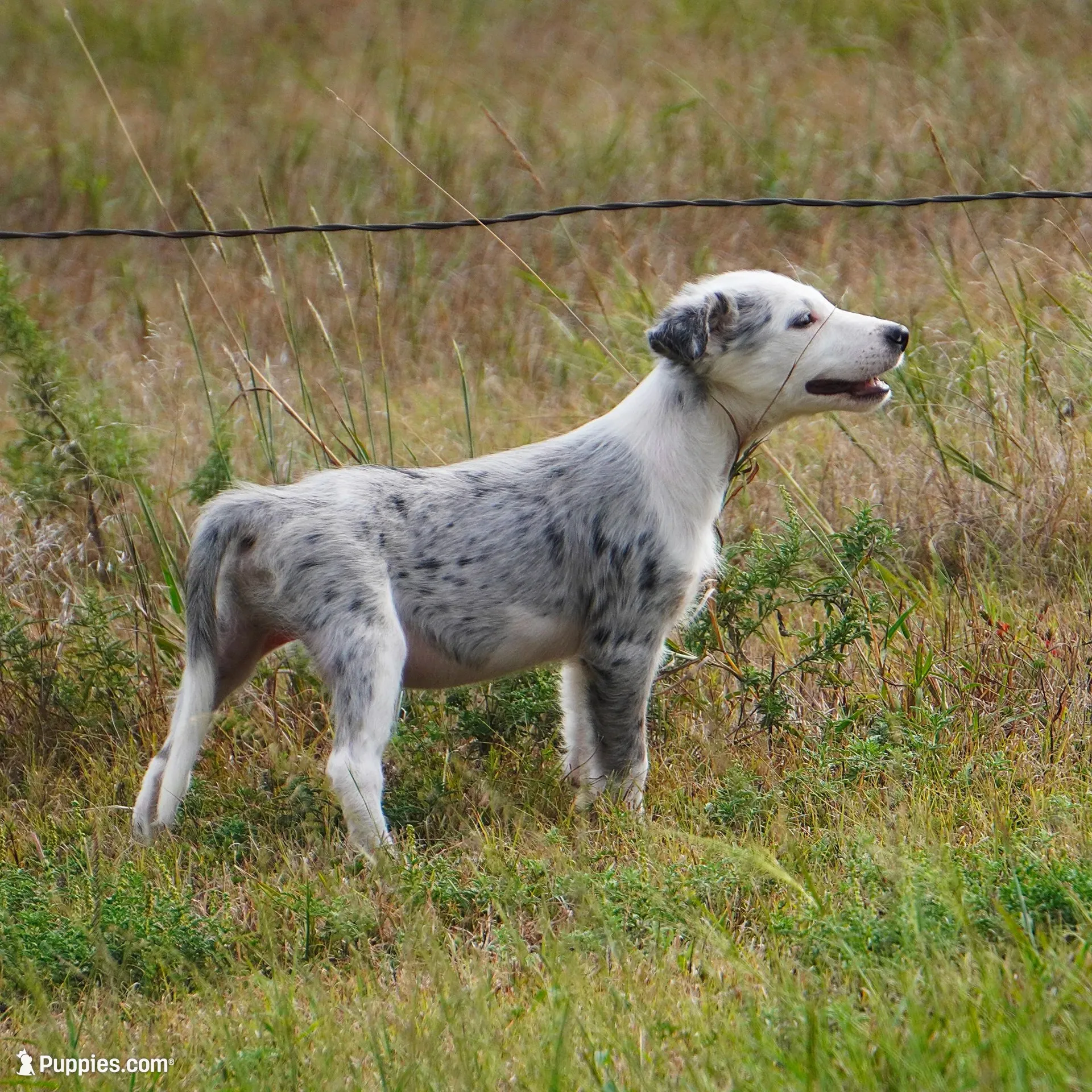 Orca, a male Border Collie for sale in Douglass, KS – 1 of 10