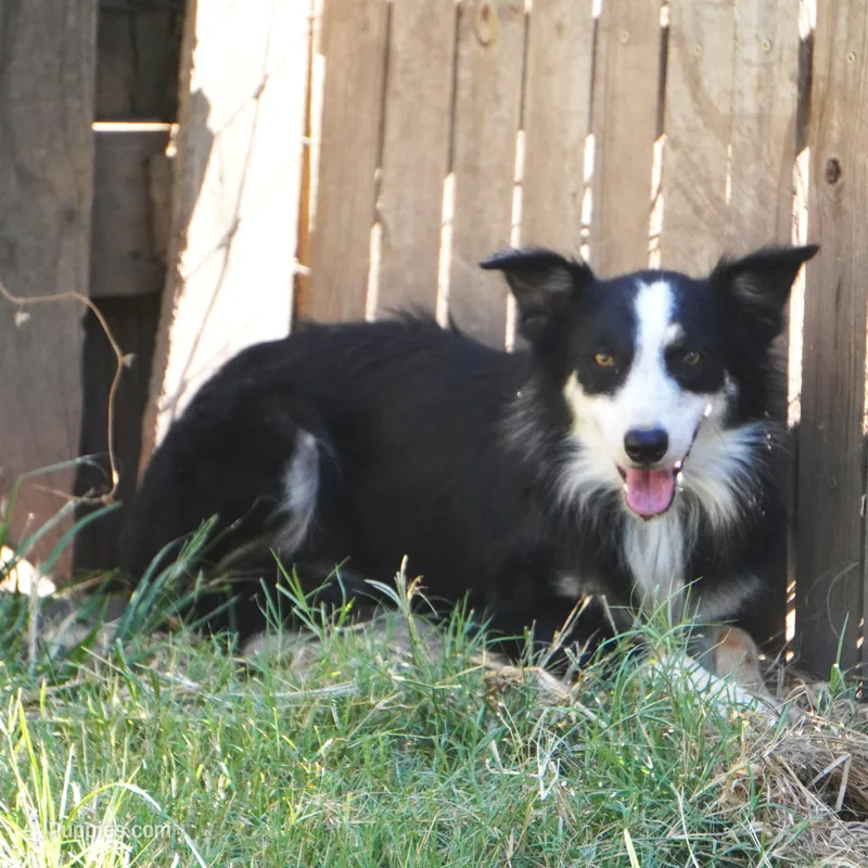 Shaq, a male Border Collie for sale in Douglass, KS – 1 of 2