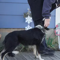 Shaq, a male Border Collie for sale in Douglass, KS – 2 of 2