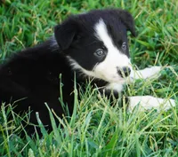 Oreo, a male Border Collie for sale in Douglass, KS – 2 of 2