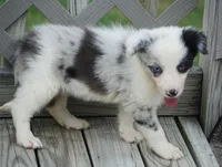 Osaka, a female Border Collie for sale in Douglass, KS – 4 of 6
