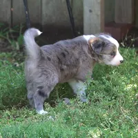 Nomad, a male Border Collie for sale in Douglass, KS – 3 of 4