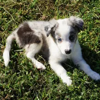 Ozzie, a male Border Collie for sale in Douglass, KS – 8 of 8