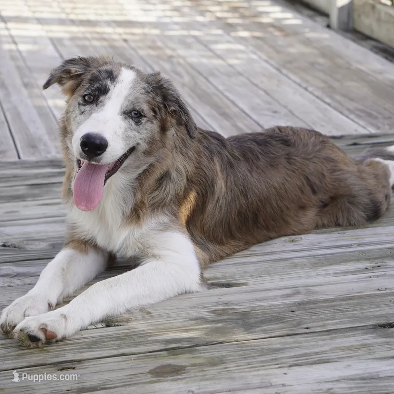 Titan – Border Collie puppy for sale in Douglass, KS