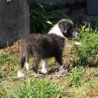 Cascade, a male Border Collie for sale in Douglass, KS – 4 of 7