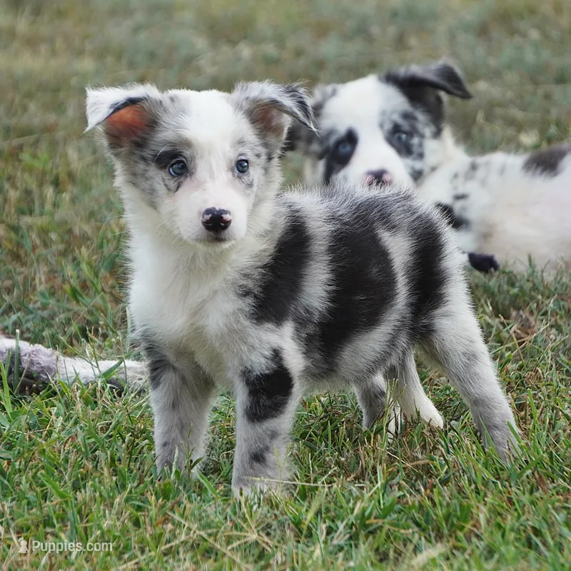 Ocean – Border Collie puppy for sale in Douglass, KS