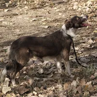 Valor, a male Border Collie for sale in Douglass, KS – Photo 4 of 4