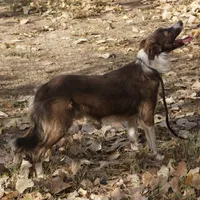 Valor, a male Border Collie for sale in Douglass, KS – Photo 3 of 4