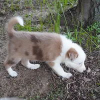 Talon, a female Border Collie for sale in Douglass, KS – 6 of 8