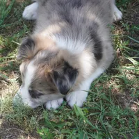 Nomad, a male Border Collie for sale in Douglass, KS – 6 of 7