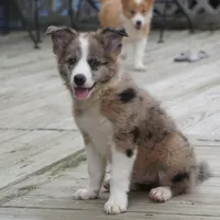 Nomad, a male Border Collie for sale in Douglass, KS – 3 of 3