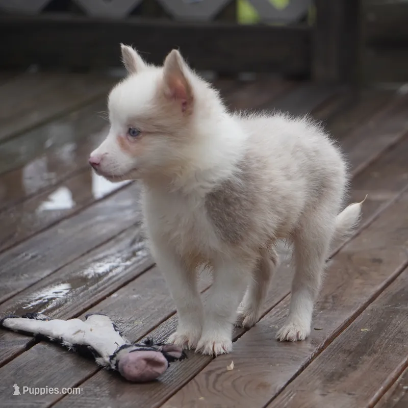 Trevor – Border Collie puppy for sale in Douglass, KS